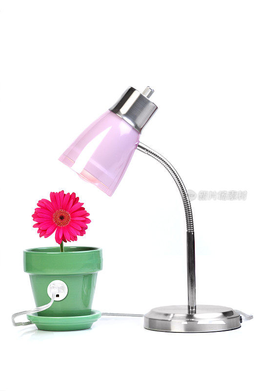 Gerber Daisy和Lamp清洁能源概念的白色